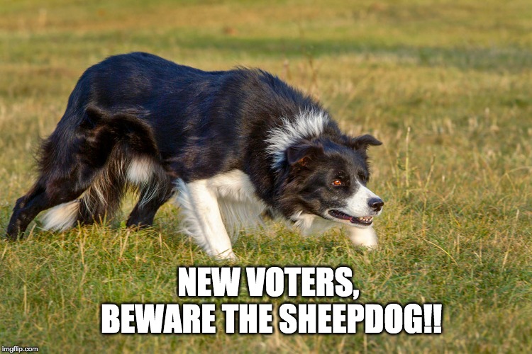 Beware the sheepdog! | NEW VOTERS, 
BEWARE THE SHEEPDOG!! | image tagged in politics,political meme | made w/ Imgflip meme maker