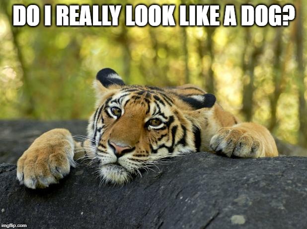 Confession Tiger | DO I REALLY LOOK LIKE A DOG? | image tagged in confession tiger | made w/ Imgflip meme maker