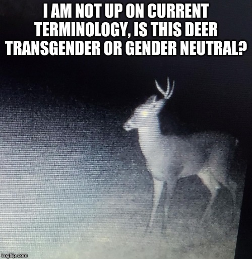 What did the game camera capture? | I AM NOT UP ON CURRENT TERMINOLOGY, IS THIS DEER TRANSGENDER OR GENDER NEUTRAL? | image tagged in gender neutral deer,transgender deer,there are more than two deer genders,confused,what are you,how should i address you | made w/ Imgflip meme maker
