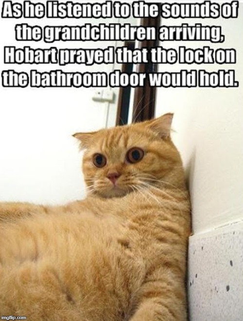 hobart hides in the bathroom | image tagged in cat hides,grandkids,bathroom,cat humor | made w/ Imgflip meme maker