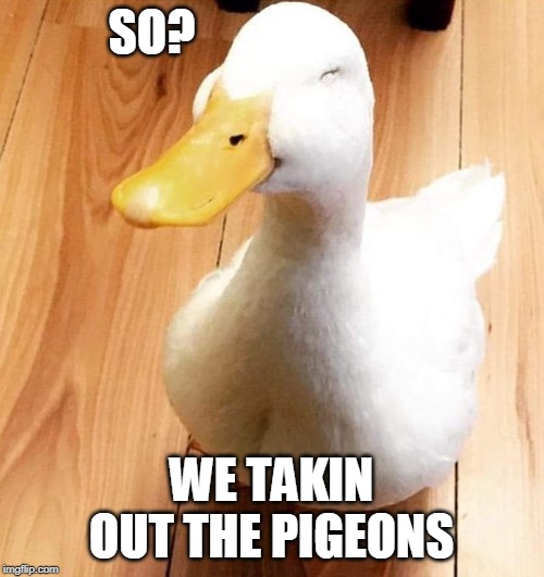 SMILE DUCK | SO? WE TAKIN OUT THE PIGEONS | image tagged in smile duck | made w/ Imgflip meme maker