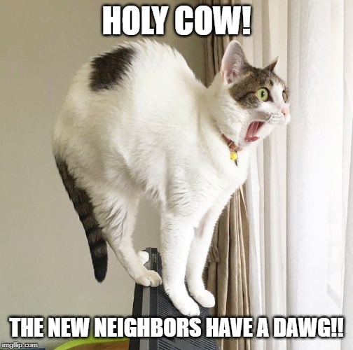 holy cow, new neighbors have a dawg | HOLY COW! THE NEW NEIGHBORS HAVE A DAWG!! | image tagged in cat vs dog,cat humor,surprised cat | made w/ Imgflip meme maker