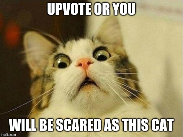 upvote begging | UPVOTE OR YOU; WILL BE SCARED AS THIS CAT | image tagged in memes,upvote begging | made w/ Imgflip meme maker