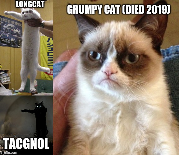 3 cats | LONGCAT; GRUMPY CAT (DIED 2019); TACGNOL | image tagged in memes,grumpy cat,tacgnol apocalypse,longcat | made w/ Imgflip meme maker