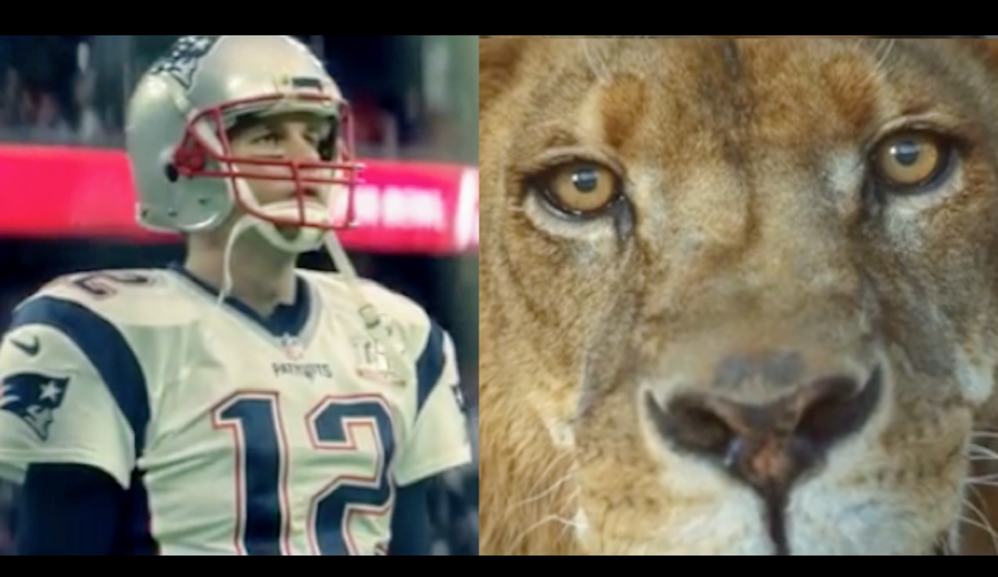 Brady the Lion Blank Meme Template