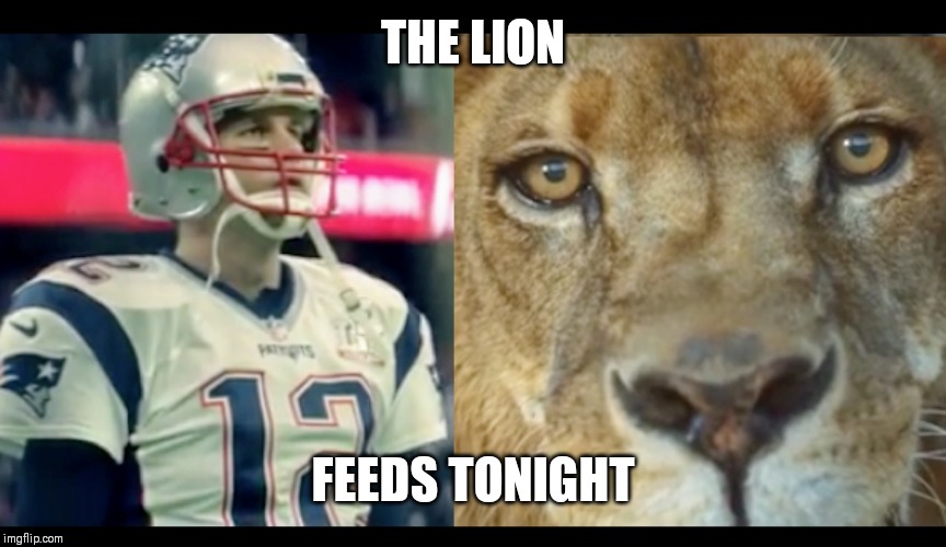 Brady the Lion | THE LION; FEEDS TONIGHT | image tagged in brady the lion | made w/ Imgflip meme maker