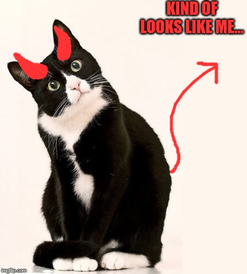 Tuxedo Cat | KIND OF LOOKS LIKE ME... | image tagged in tuxedo cat | made w/ Imgflip meme maker