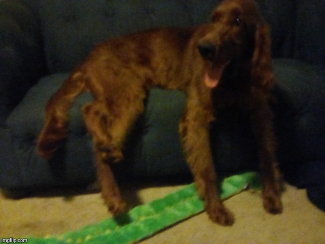 Derp | image tagged in derp | made w/ Imgflip meme maker