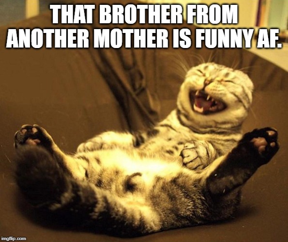 laughing cat | THAT BROTHER FROM ANOTHER MOTHER IS FUNNY AF. | image tagged in laughing cat | made w/ Imgflip meme maker