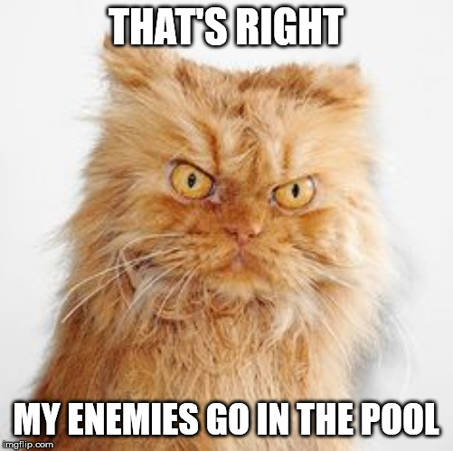 mean cat | THAT'S RIGHT MY ENEMIES GO IN THE POOL | image tagged in mean cat | made w/ Imgflip meme maker