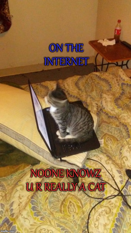 Work work krow | ON THE INTERNET; NOONE KNOWZ U R REALLY A CAT | image tagged in one does not simply,pie chart,chemistry cat | made w/ Imgflip meme maker