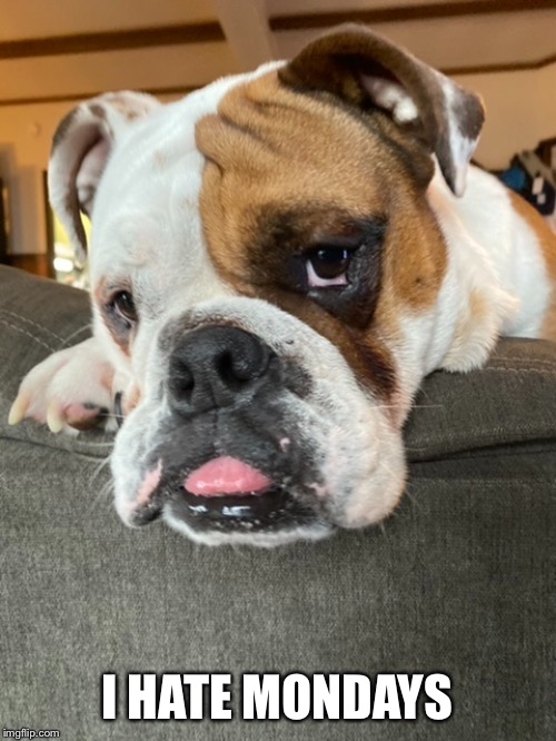 I HATE MONDAYS | image tagged in bulldogs,mood,current mood,cute,cute dog | made w/ Imgflip meme maker