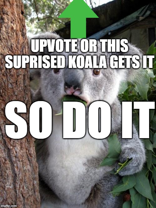 Surprised Koala | UPVOTE OR THIS SUPRISED KOALA GETS IT; SO DO IT | image tagged in memes,surprised koala | made w/ Imgflip meme maker
