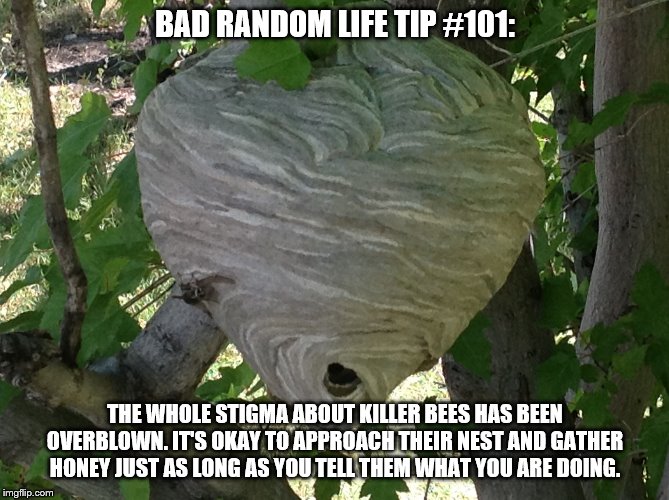 Wasp Hive | BAD RANDOM LIFE TIP #101:; THE WHOLE STIGMA ABOUT KILLER BEES HAS BEEN OVERBLOWN. IT'S OKAY TO APPROACH THEIR NEST AND GATHER HONEY JUST AS LONG AS YOU TELL THEM WHAT YOU ARE DOING. | image tagged in wasp hive | made w/ Imgflip meme maker