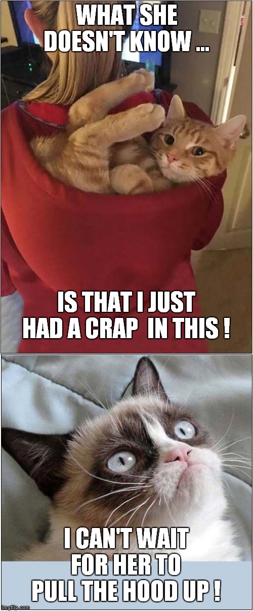 Grumpy Loves This Hoodie Surprise ! | WHAT SHE DOESN'T KNOW ... IS THAT I JUST HAD A CRAP  IN THIS ! I CAN'T WAIT FOR HER TO PULL THE HOOD UP ! | image tagged in fun,grumpy cat,hoodie | made w/ Imgflip meme maker