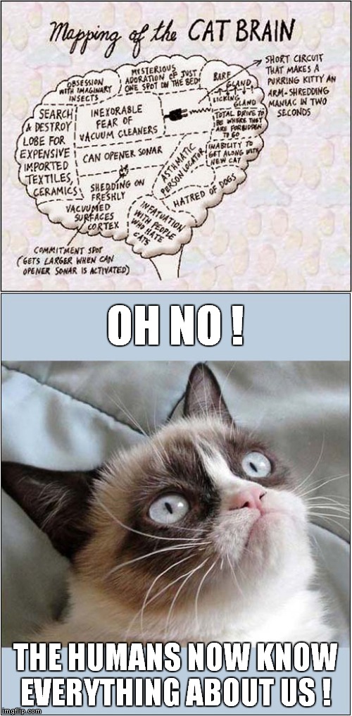 Grumpys Fear of Human Awareness ! | OH NO ! THE HUMANS NOW KNOW EVERYTHING ABOUT US ! | image tagged in fun,grumpy cat,cat behaviour | made w/ Imgflip meme maker