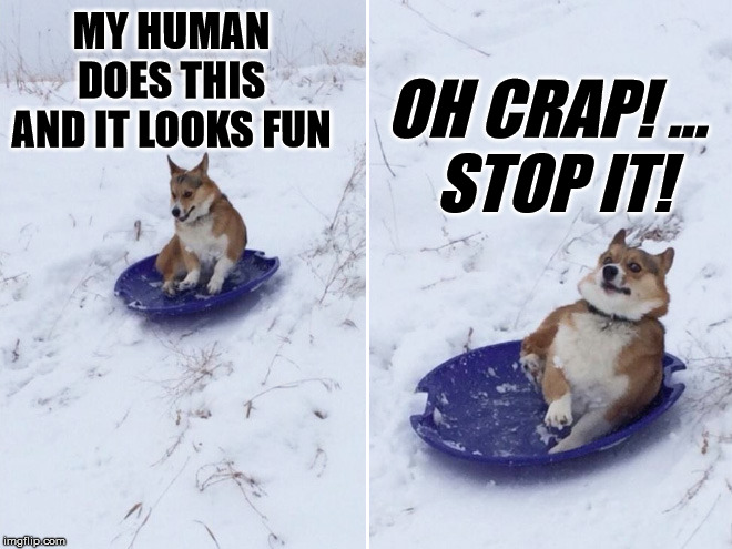 Dog like to do stuff that we do | OH CRAP! ... 
STOP IT! MY HUMAN DOES THIS AND IT LOOKS FUN | image tagged in dogs,sledding,having fun | made w/ Imgflip meme maker
