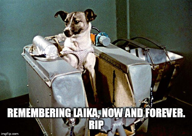 REMEMBERING LAIKA, NOW AND FOREVER.
RIP | made w/ Imgflip meme maker