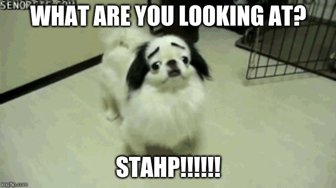 STAHP IT | WHAT ARE YOU LOOKING AT? STAHP!!!!!! | image tagged in stahp | made w/ Imgflip meme maker