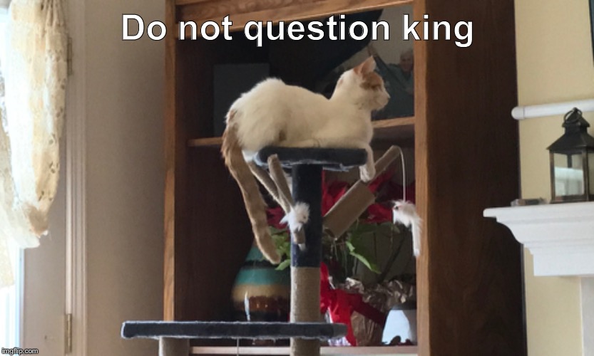 Do not question the elevated one | Do not question king | image tagged in car,cat,toy | made w/ Imgflip meme maker