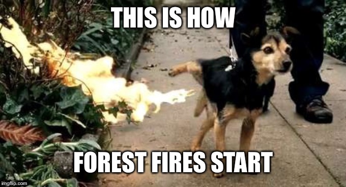 Dog Peeing Fire |  THIS IS HOW; FOREST FIRES START | image tagged in dog peeing fire | made w/ Imgflip meme maker