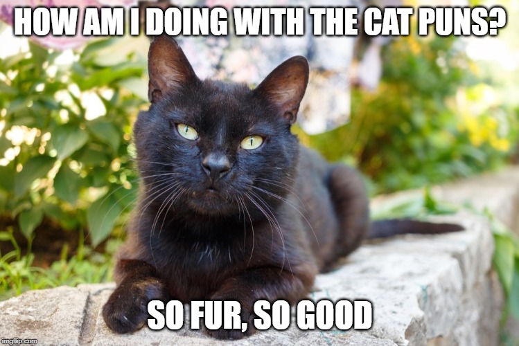 so fur, so good | HOW AM I DOING WITH THE CAT PUNS? SO FUR, SO GOOD | image tagged in cat puns,cat humor | made w/ Imgflip meme maker