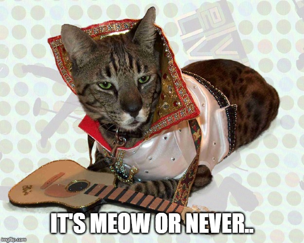 it's meow or never | IT'S MEOW OR NEVER.. | image tagged in elvis cat,cat humor,cat puns | made w/ Imgflip meme maker