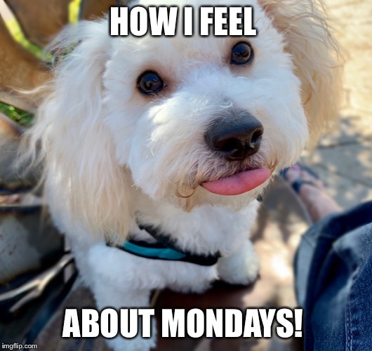 HOW I FEEL; ABOUT MONDAYS! | image tagged in dogs,monday,i hate mondays,monday face,tongue,cute dog | made w/ Imgflip meme maker