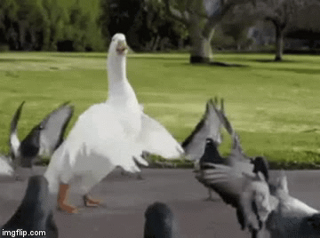 image tagged in gifs | made w/ Imgflip video-to-gif maker