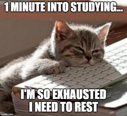 tired cat | 1 MINUTE INTO STUDYING... I'M SO EXHAUSTED I NEED TO REST | image tagged in tired cat | made w/ Imgflip meme maker