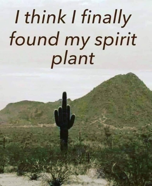 I think I finally found my spirit plant | image tagged in spirit plant,fuck off,fuck you,fuck liberals,go fuck yourself,no fucks given | made w/ Imgflip meme maker