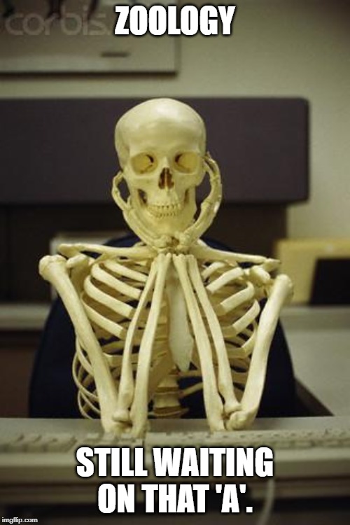 Waiting Skeleton | ZOOLOGY; STILL WAITING ON THAT 'A'. | image tagged in waiting skeleton | made w/ Imgflip meme maker