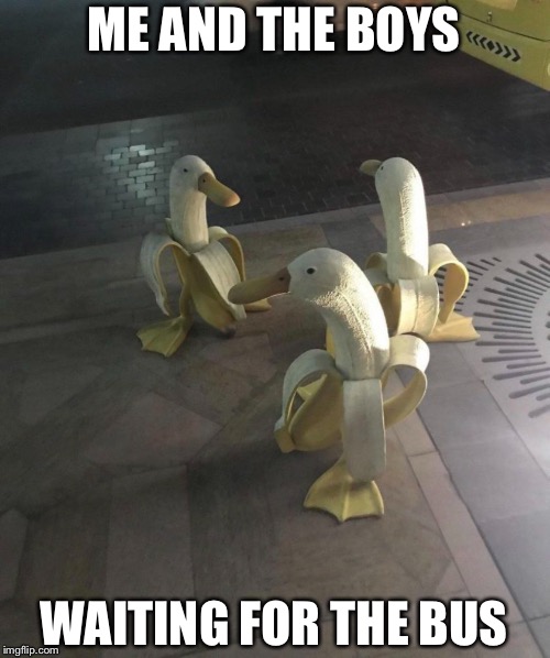 ME AND THE BOYS; WAITING FOR THE BUS | image tagged in funny,memes,bus,duck,banana | made w/ Imgflip meme maker