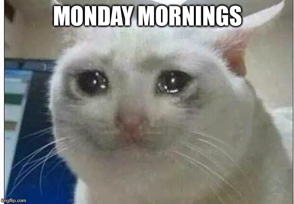 crying cat | MONDAY MORNINGS | image tagged in crying cat | made w/ Imgflip meme maker