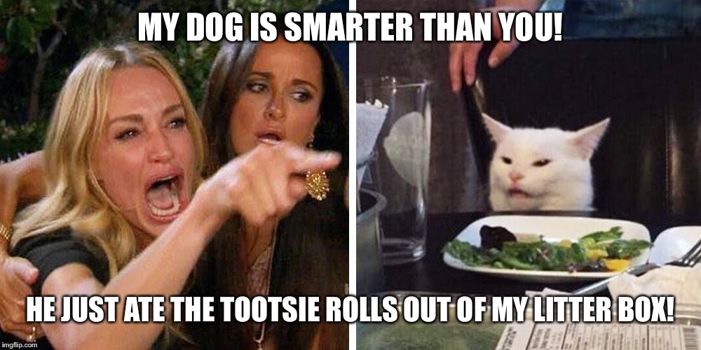 Smudge the cat | MY DOG IS SMARTER THAN YOU! HE JUST ATE THE TOOTSIE ROLLS OUT OF MY LITTER BOX! | image tagged in smudge the cat | made w/ Imgflip meme maker