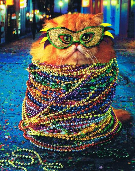 High Quality Mardi Gras Cat Blank Meme Template