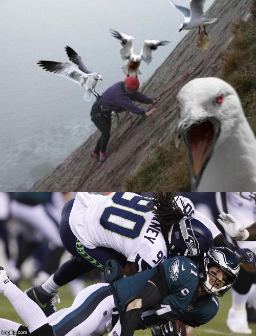 Seahawks owning Carson Wentz | image tagged in angry birds,memes,nfl football,philadelphia eagles,seattle seahawks,head | made w/ Imgflip meme maker
