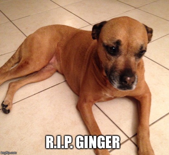 R.I.P. GINGER | made w/ Imgflip meme maker