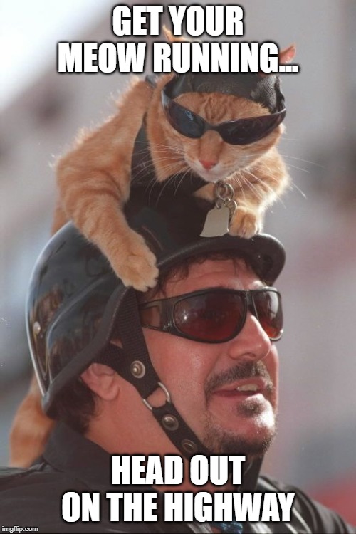 Born to Be Wild | GET YOUR MEOW RUNNING... HEAD OUT ON THE HIGHWAY | image tagged in funny cat | made w/ Imgflip meme maker