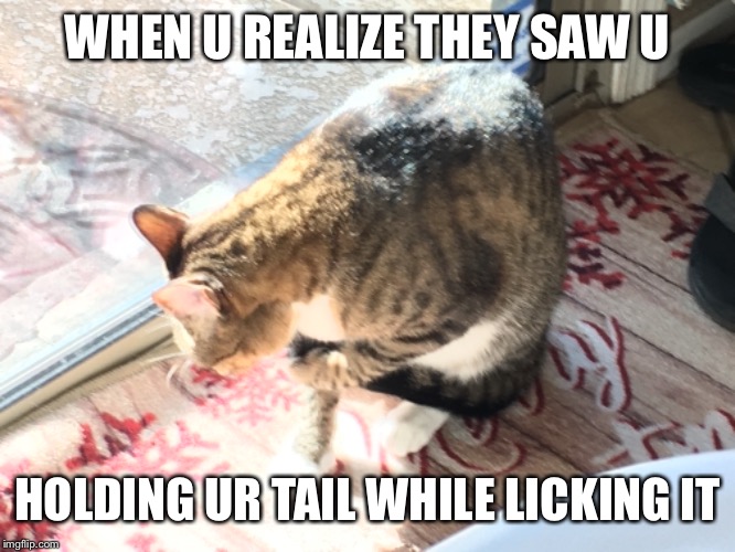 Cats!!! | WHEN U REALIZE THEY SAW U; HOLDING UR TAIL WHILE LICKING IT | image tagged in why not both | made w/ Imgflip meme maker