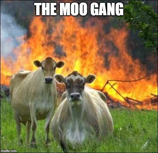 Evil Cows Meme | THE MOO GANG | image tagged in memes,evil cows | made w/ Imgflip meme maker