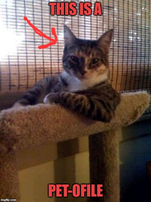 The Most Interesting Cat In The World Meme | THIS IS A; PET-OFILE | image tagged in memes,the most interesting cat in the world | made w/ Imgflip meme maker