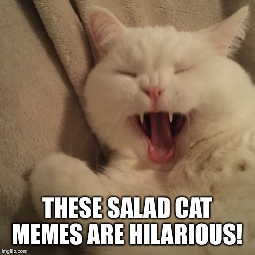 Zakman | THESE SALAD CAT MEMES ARE HILARIOUS! | image tagged in zakman | made w/ Imgflip meme maker