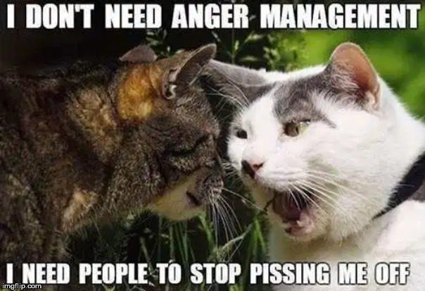 angry cat | image tagged in cats | made w/ Imgflip meme maker