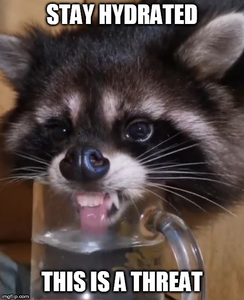 This is a threat raccoon |  STAY HYDRATED; THIS IS A THREAT | image tagged in evil plotting raccoon,raccoon,threat to our national secuirty | made w/ Imgflip meme maker