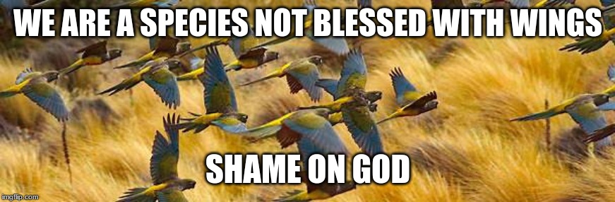 Not Blessed | WE ARE A SPECIES NOT BLESSED WITH WINGS; SHAME ON GOD | image tagged in wings | made w/ Imgflip meme maker
