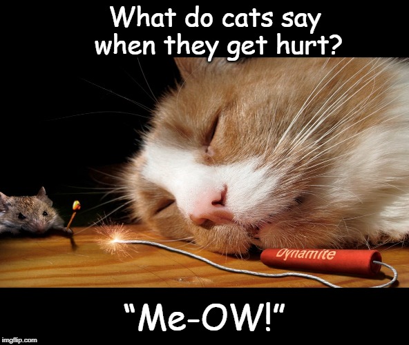 "Me - ow" | What do cats say 
when they get hurt? “Me-OW!” | image tagged in cats | made w/ Imgflip meme maker