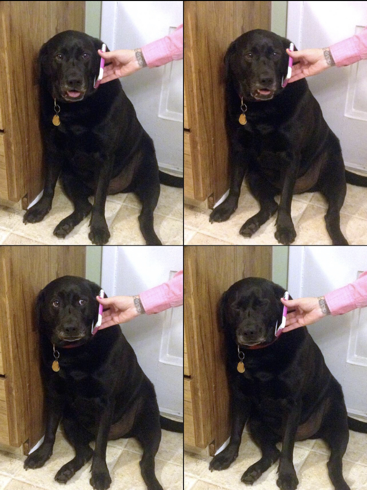 High Quality Hello this is dog Blank Meme Template