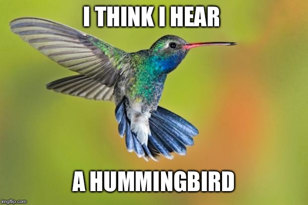 Humming Bird | I THINK I HEAR A HUMMINGBIRD | image tagged in humming bird | made w/ Imgflip meme maker