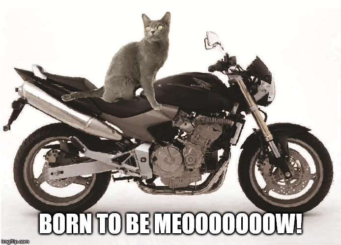 BORN TO BE MEOOOOOOOW! | made w/ Imgflip meme maker